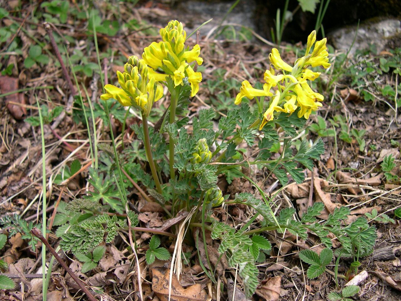Corydalis sikkimensis flower