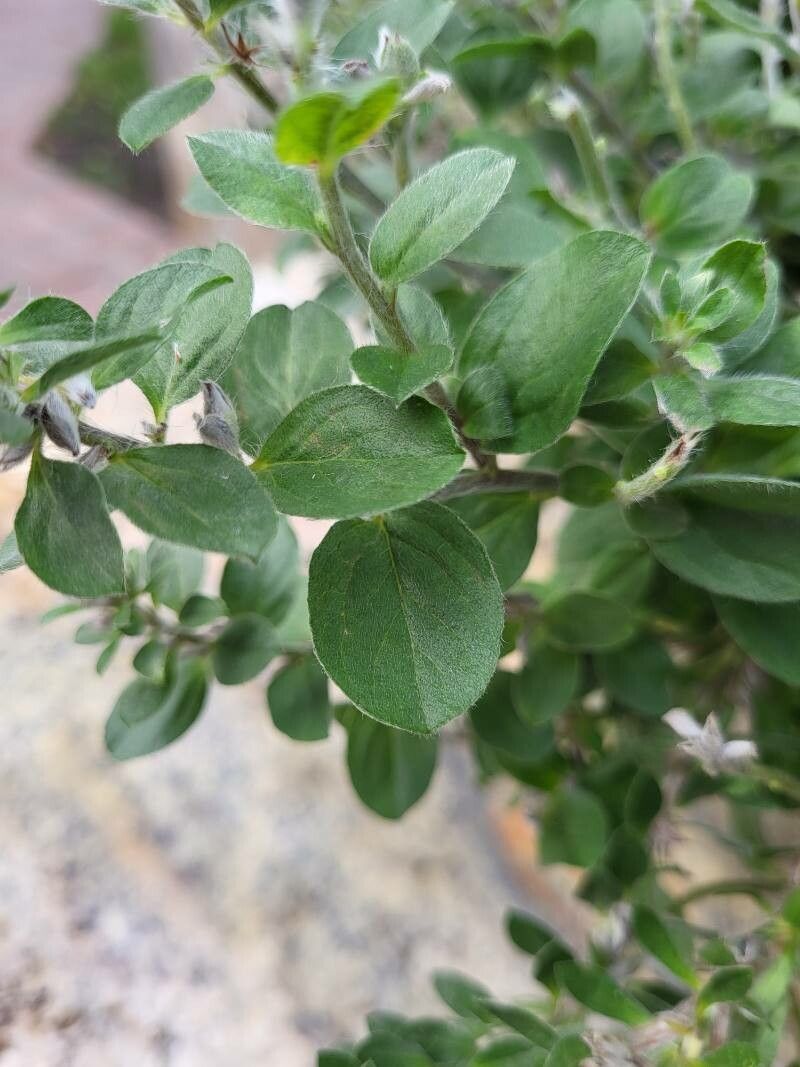 Evolvulus glomeratus — search result for 'Convolvulaceae'