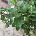 Evolvulus glomeratus