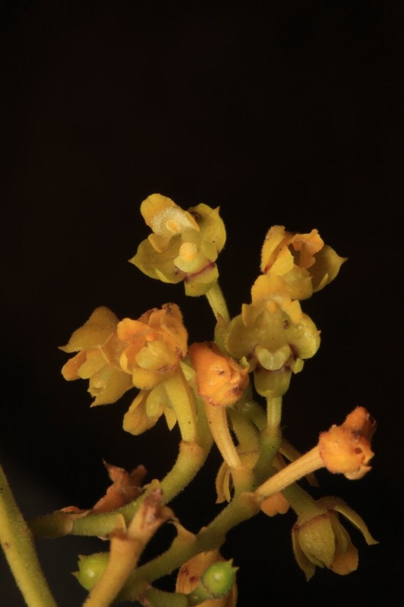 Polystachya puberula — houseplant care guide