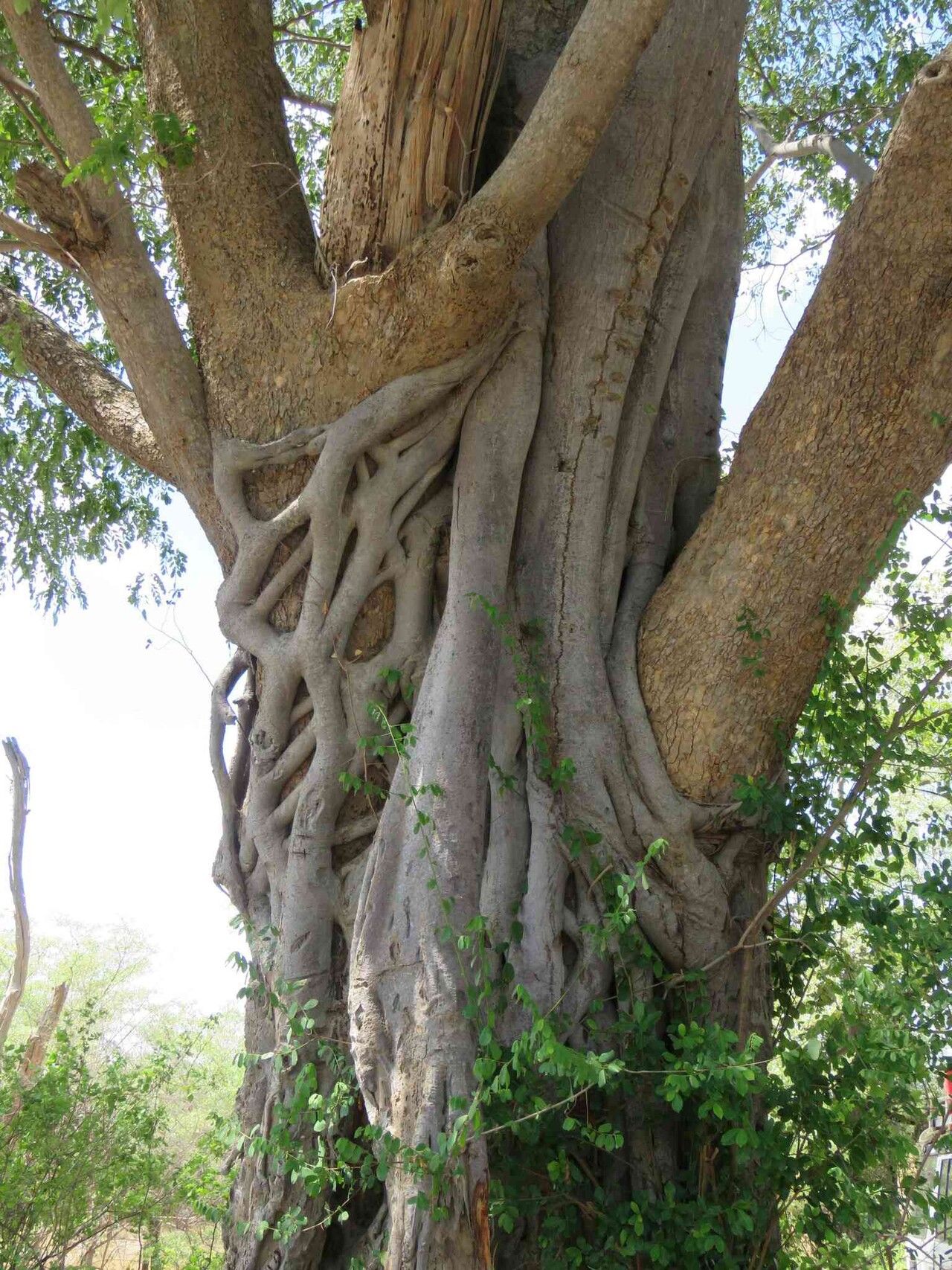 Ficus fischeri bark