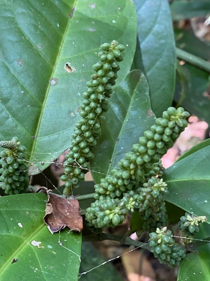 Piper corcovadense fruit