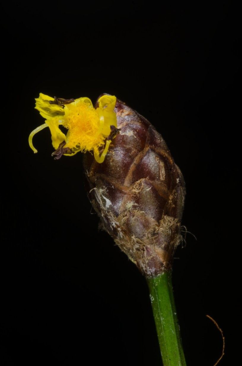 Xyris angularis — related species from the same genus