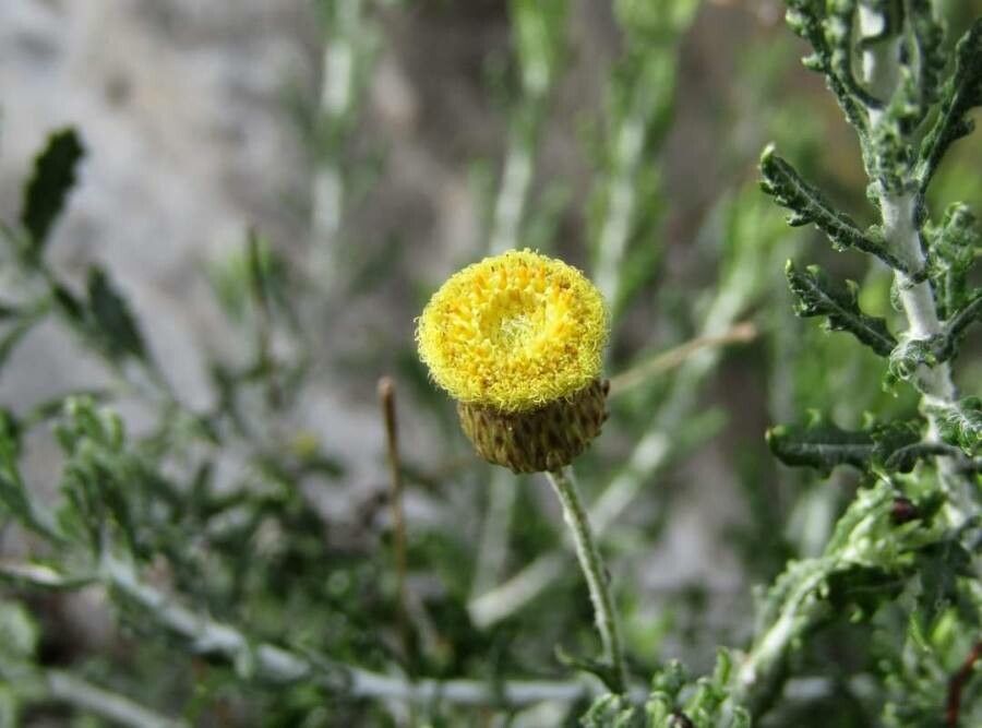 Phagnalon graecum flower