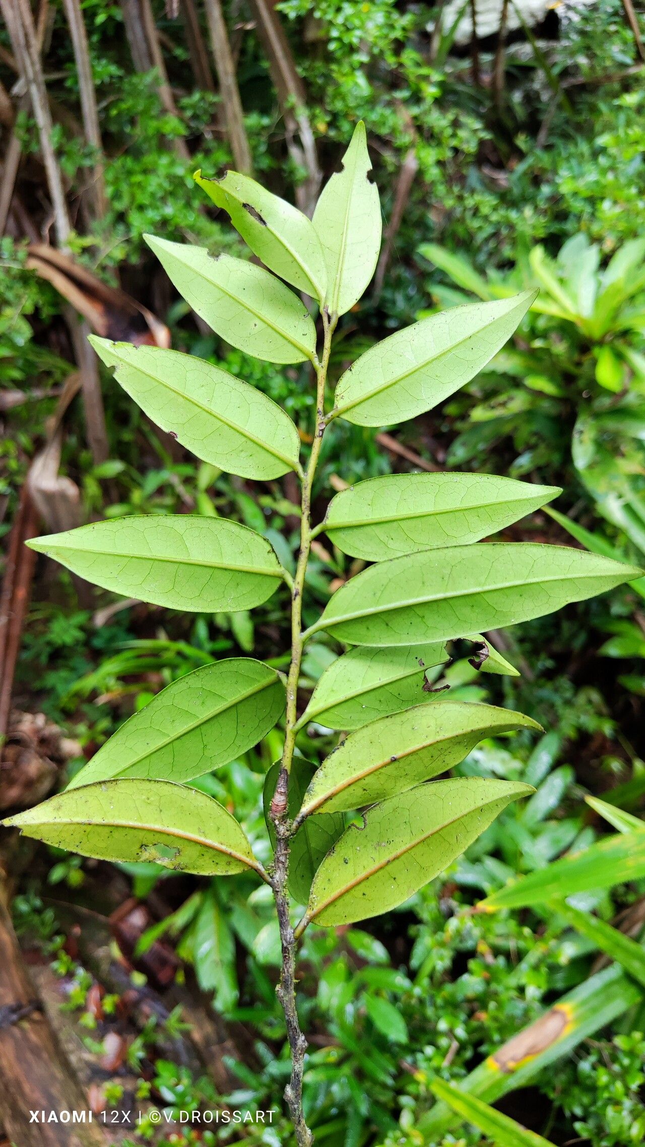 Diospyros squamosa — houseplant care guide