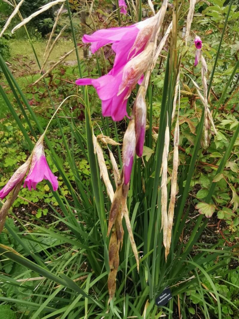 Dierama dracomontanum flower