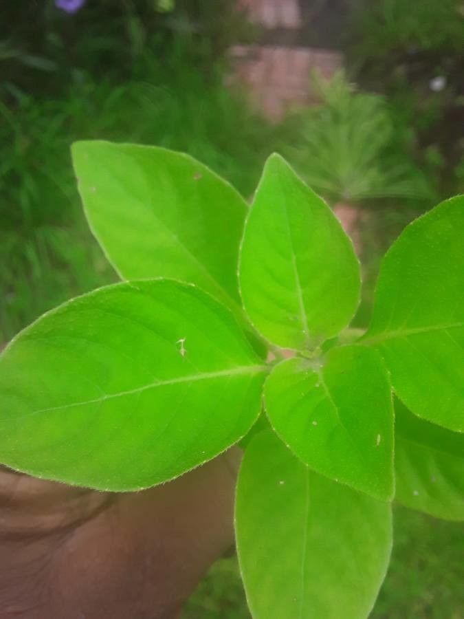 Spermacoce latifolia — search result for 'Spermacoce'