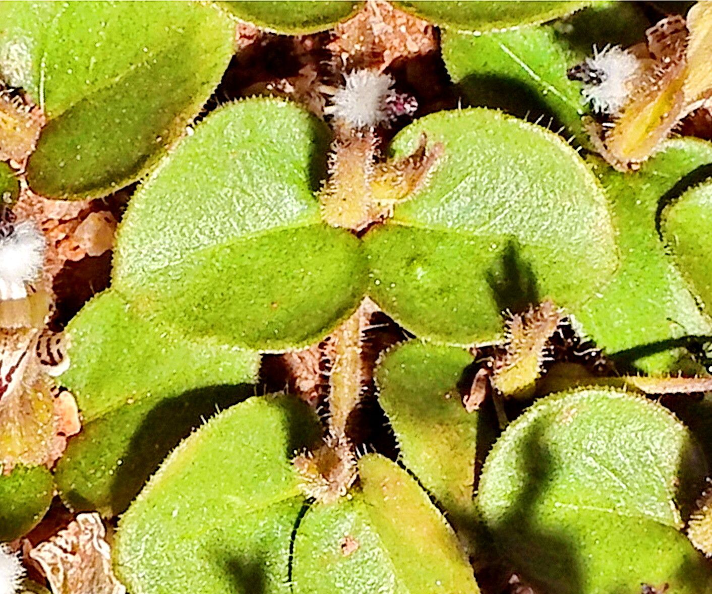 Andrographis serpyllifolia — related species from the same genus
