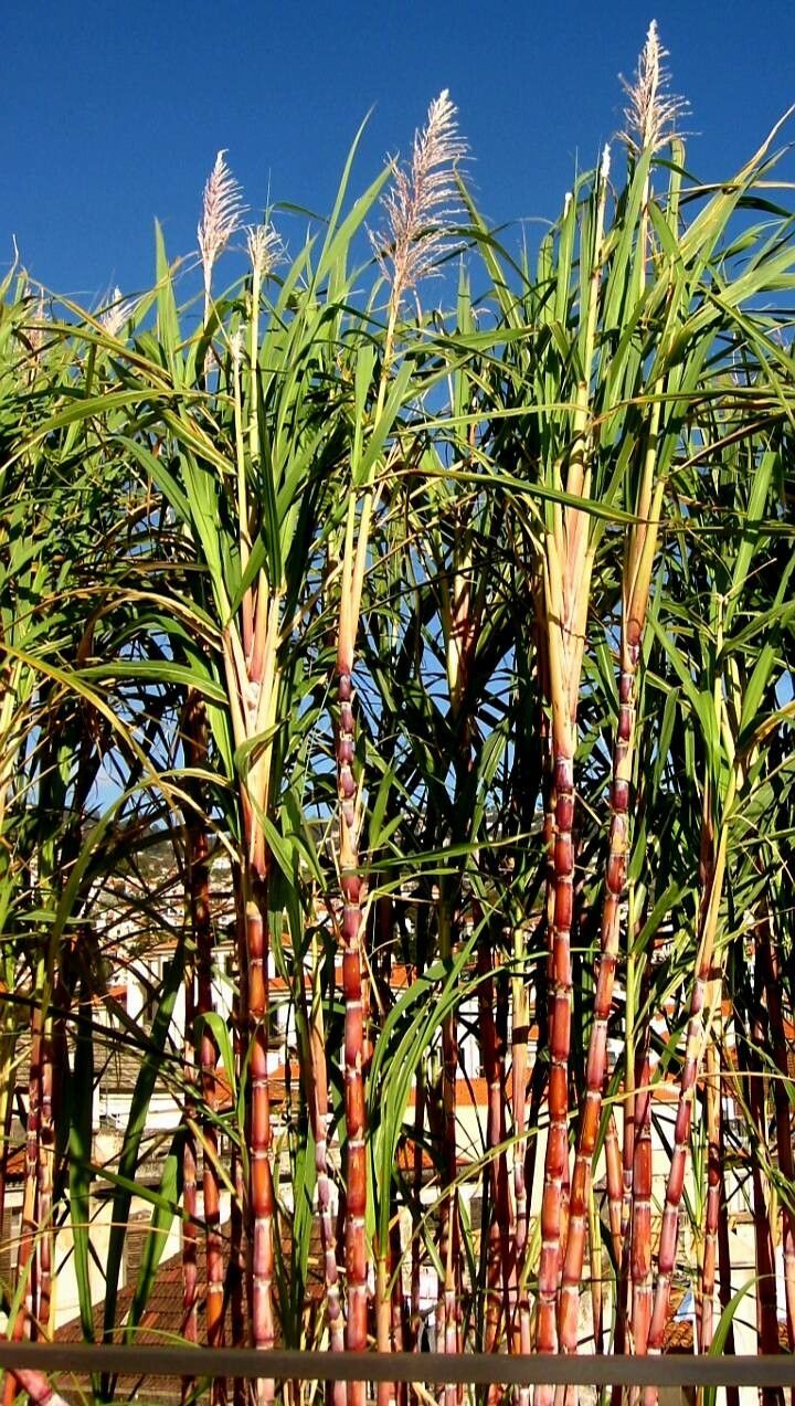 Saccharum officinarum flower