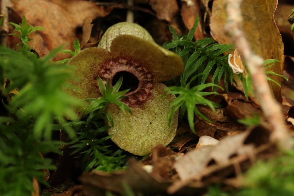 Asarum blumei