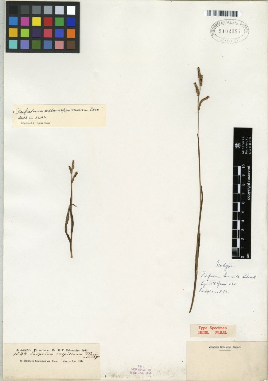 Paspalum melanospermum — search result for 'Paspalum'