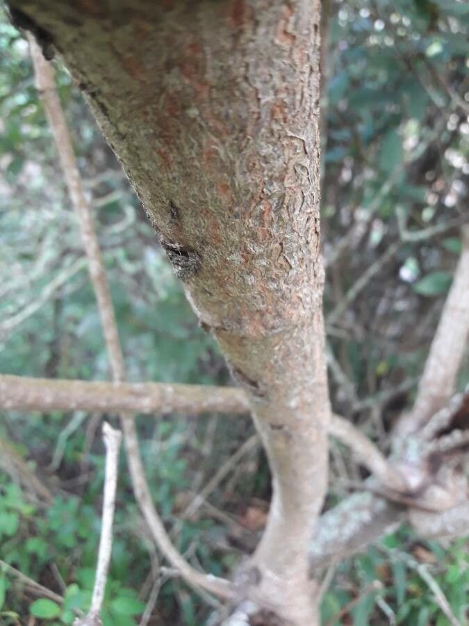 Euphorbia leucocephala bark