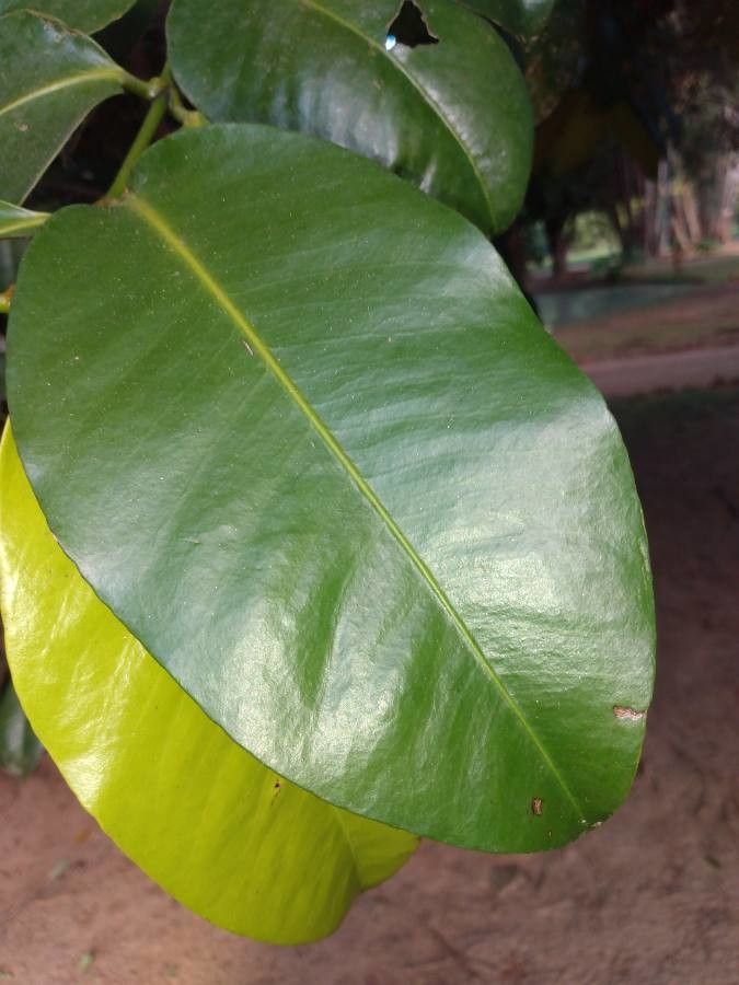 Garcinia brasiliensis — search result for 'Clusiaceae'