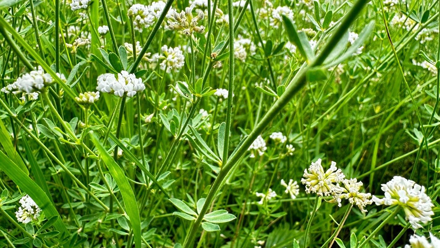 Dorycnium herbaceum — related species from the same genus