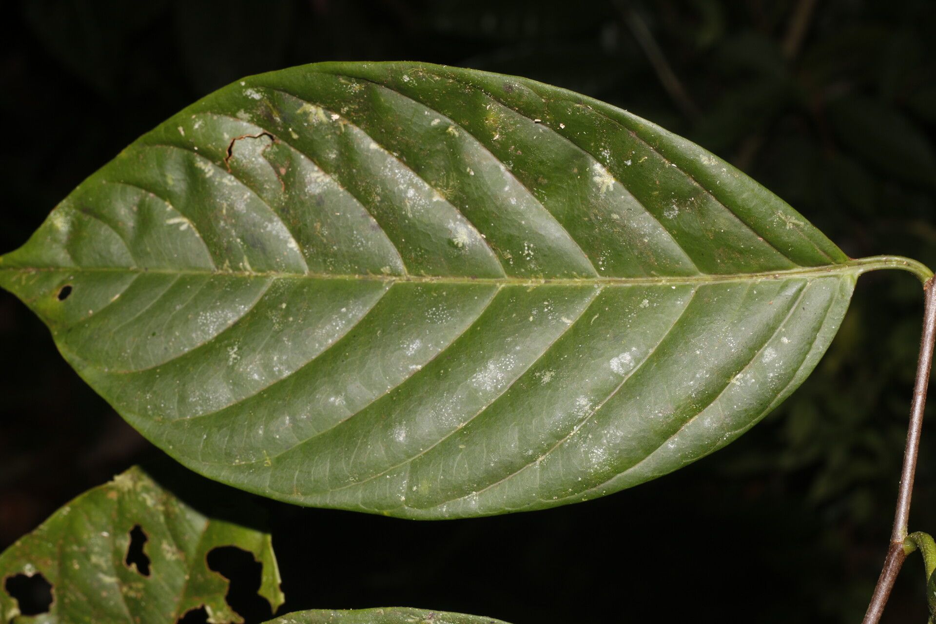Prunus subcorymbosa leaf
