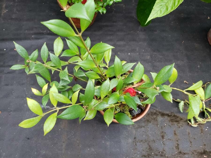 Aeschynanthus fulgens habit