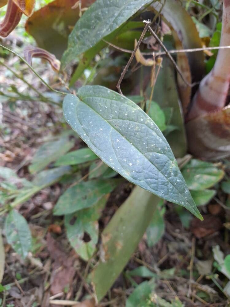 Aristolochia melastoma — search result for 'Aristolochia'
