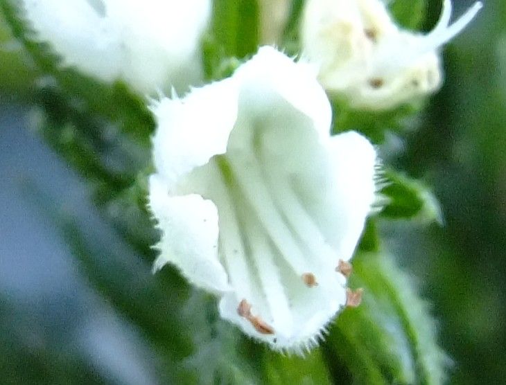 Echium sventenii — houseplant care guide