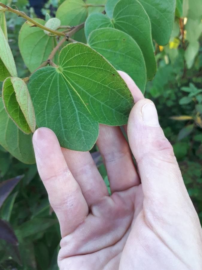 Bauhinia galpinii — search result for 'Bauhinia'