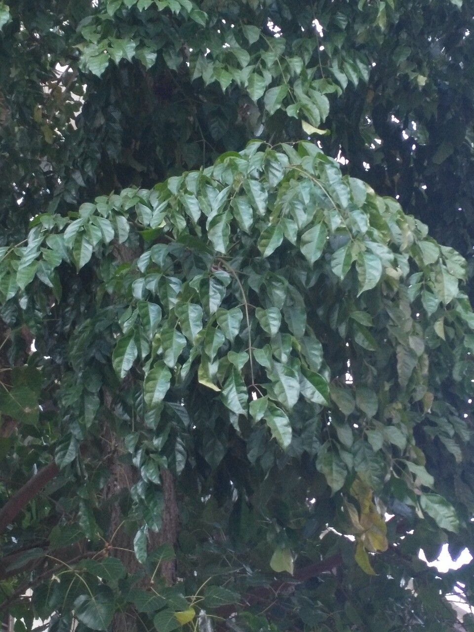 Mayodendron igneum — search result for 'Laos'