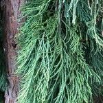 Sequoia sempervirens