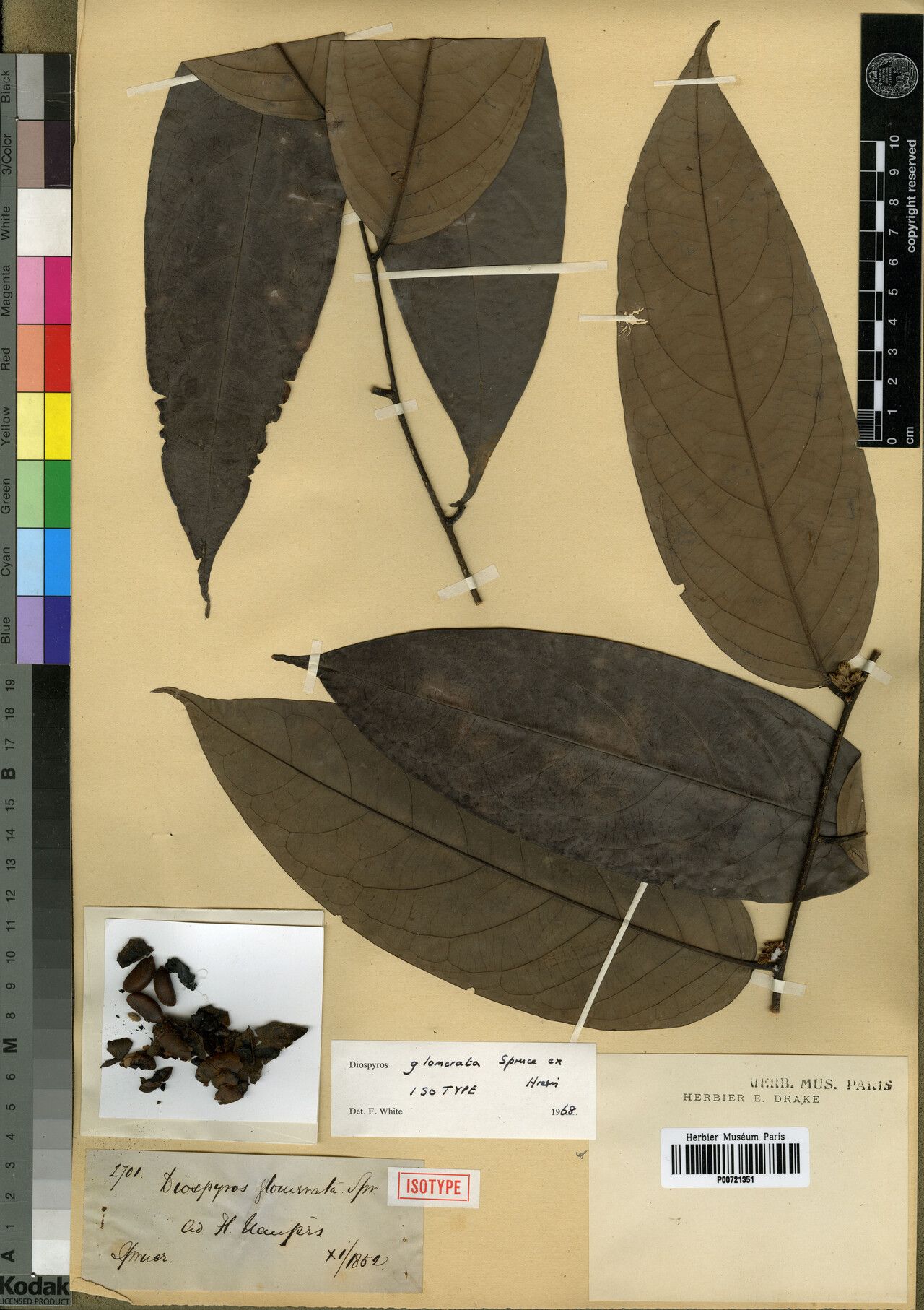 Diospyros glomerata — houseplant care guide