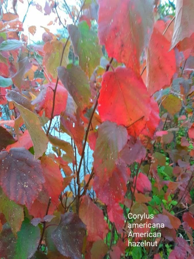 Corylus americana leaf