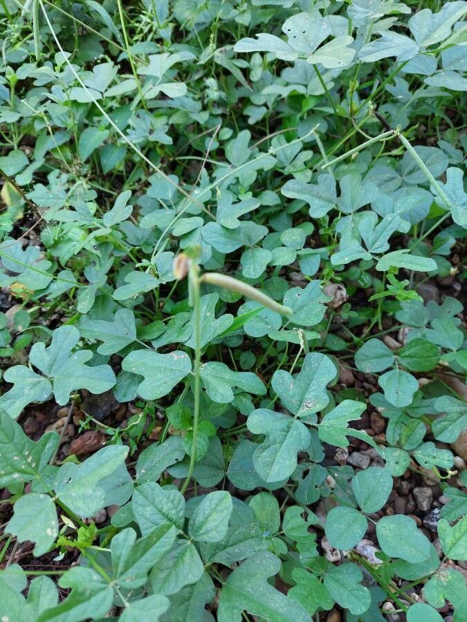 Vigna trilobata leaf