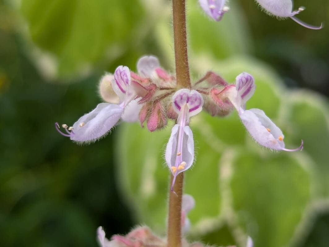 Coleus forsteri flower