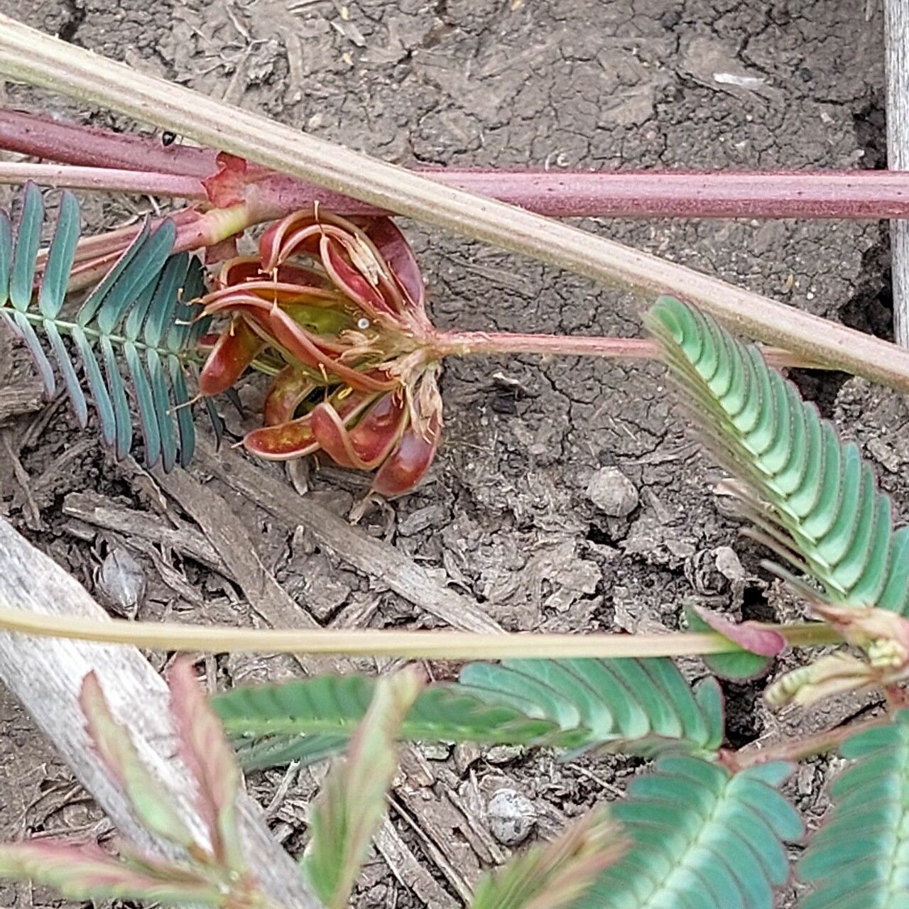 Neptunia gracilis fruit