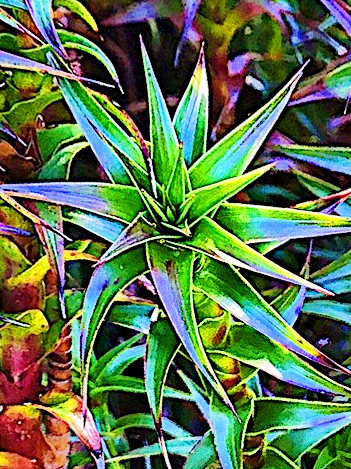 Richea gunnii — related species from the same genus