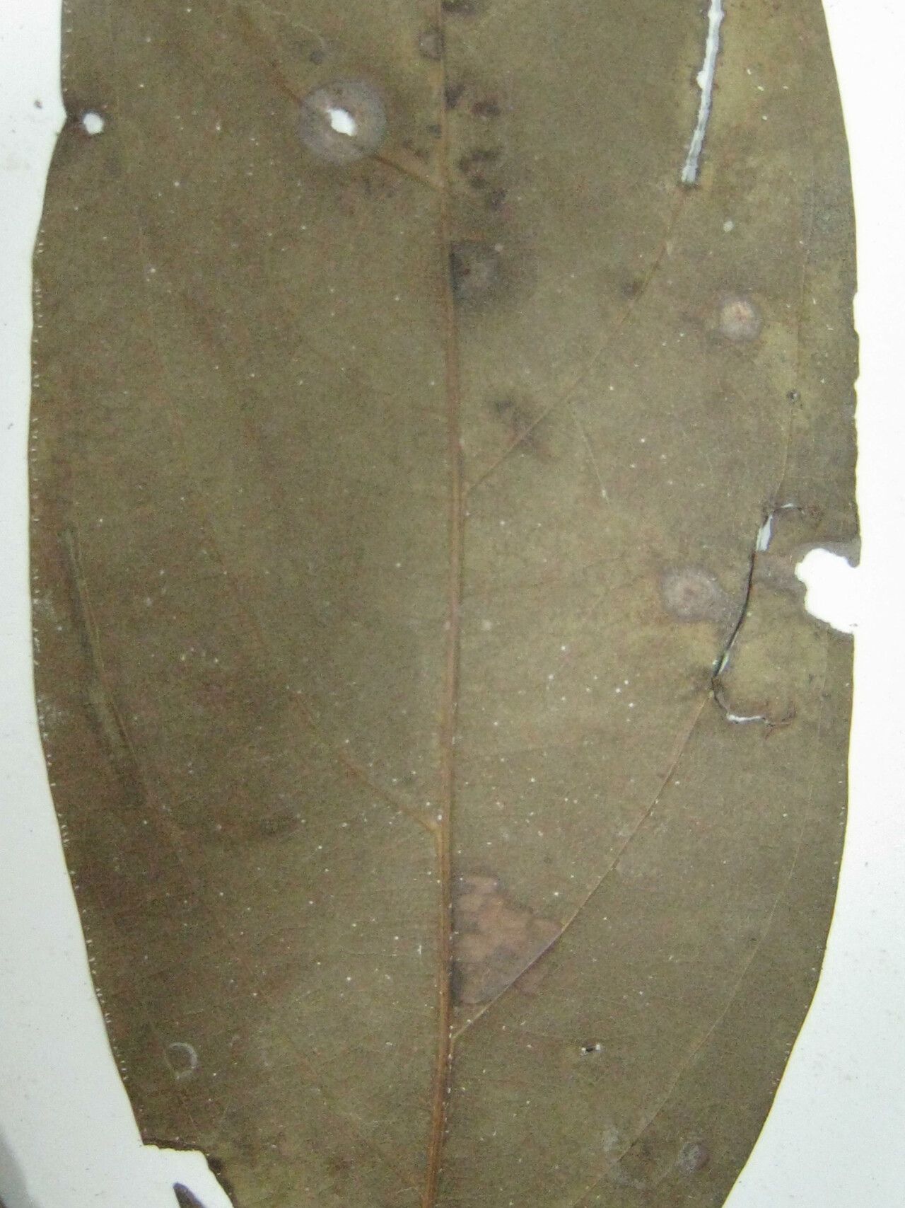 Nectandra hihua other