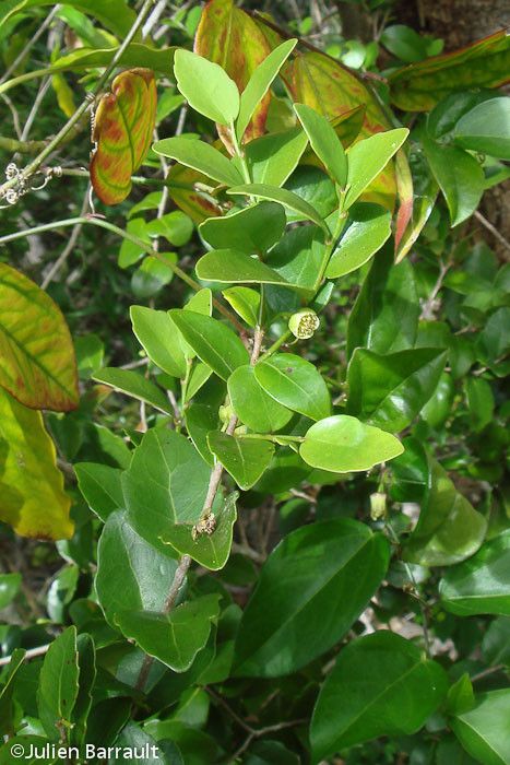 Xylosma pancheri habit