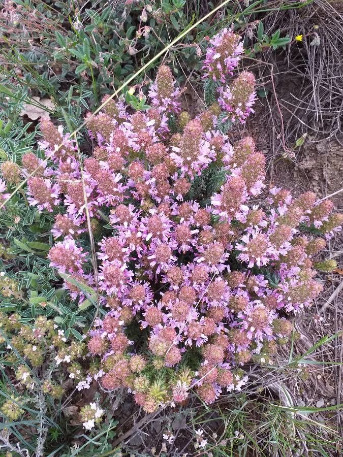 Coris monspeliensis flower