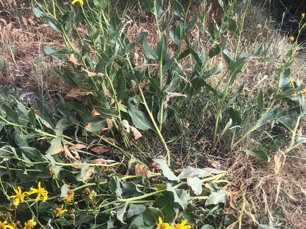 Senecio pyrenaicus — search result for 'Senecio'