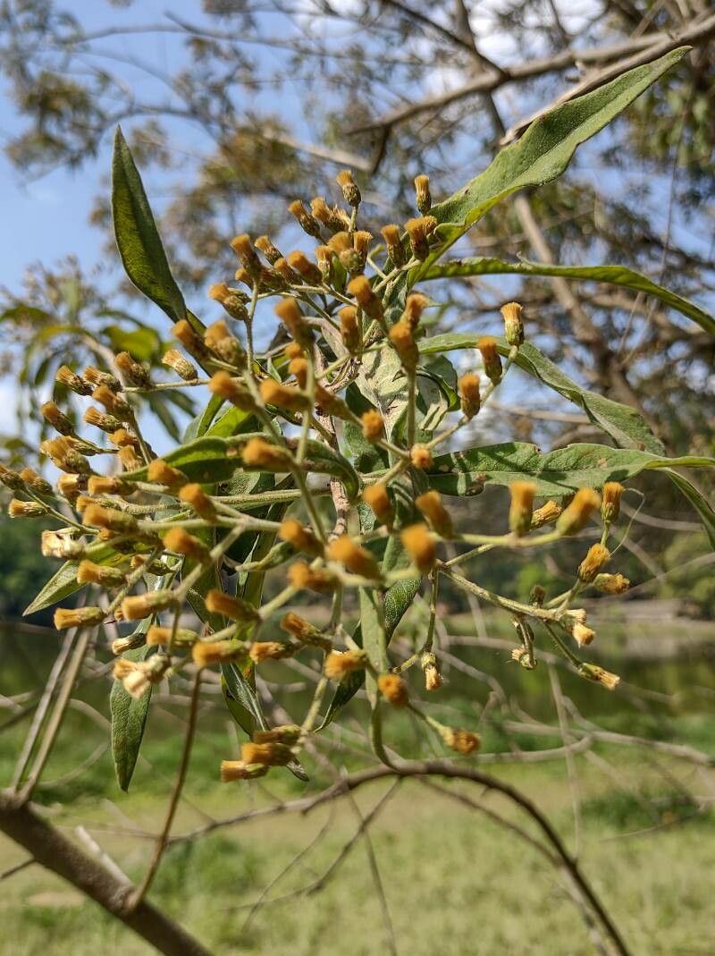 Vernonanthura tweedieana flower