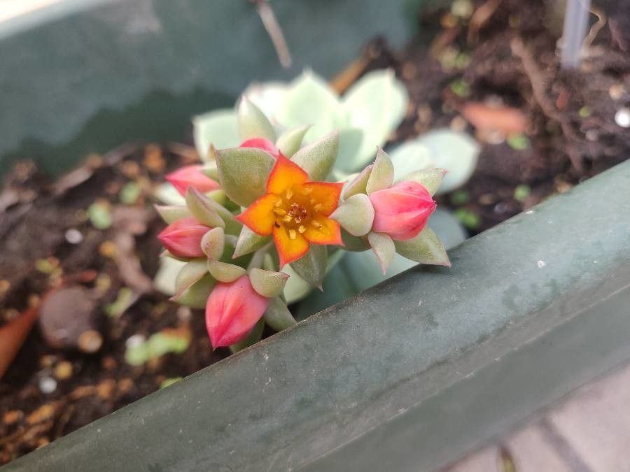 Echeveria derenbergii flower