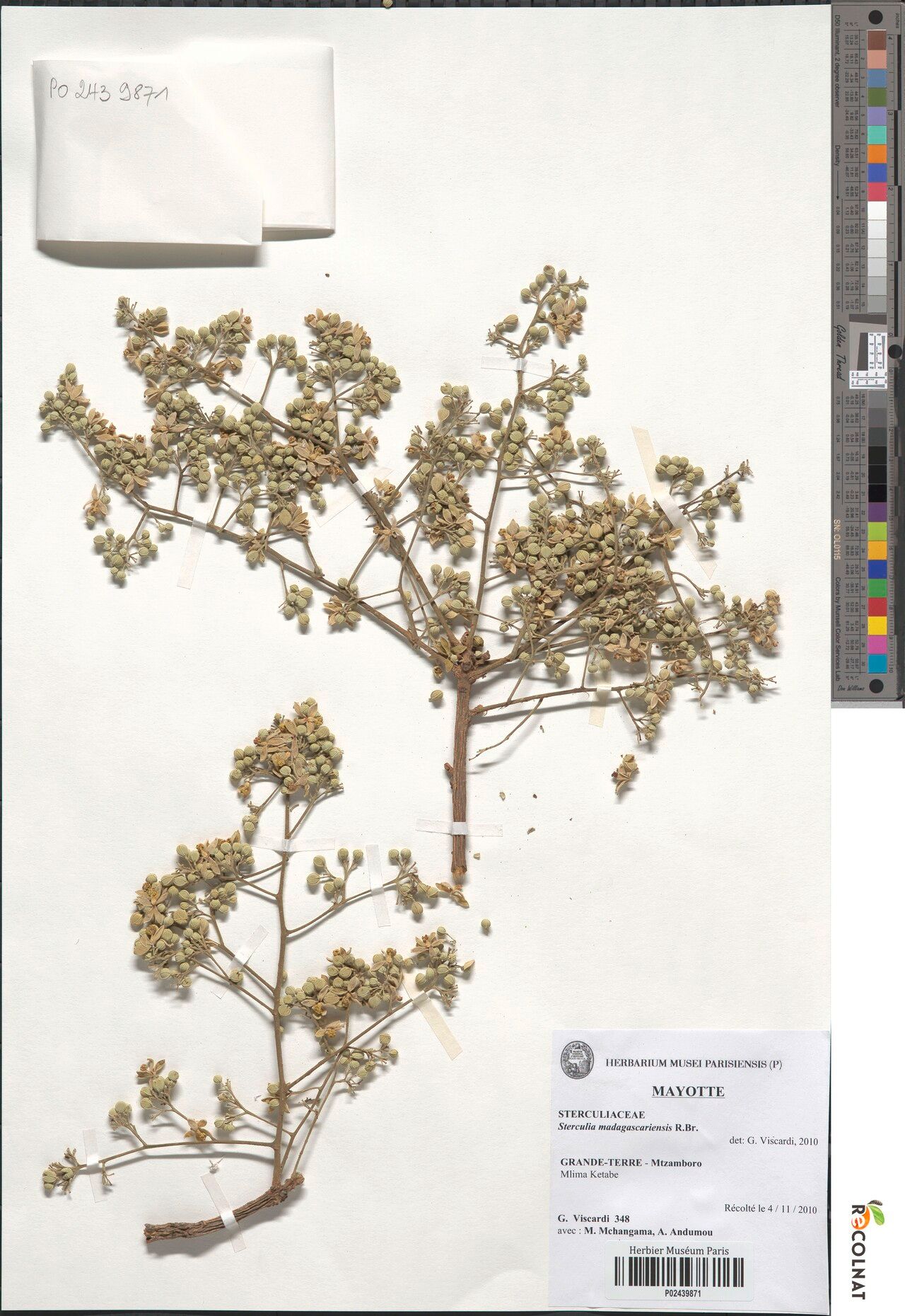 Sterculia madagascariensis — houseplant care guide