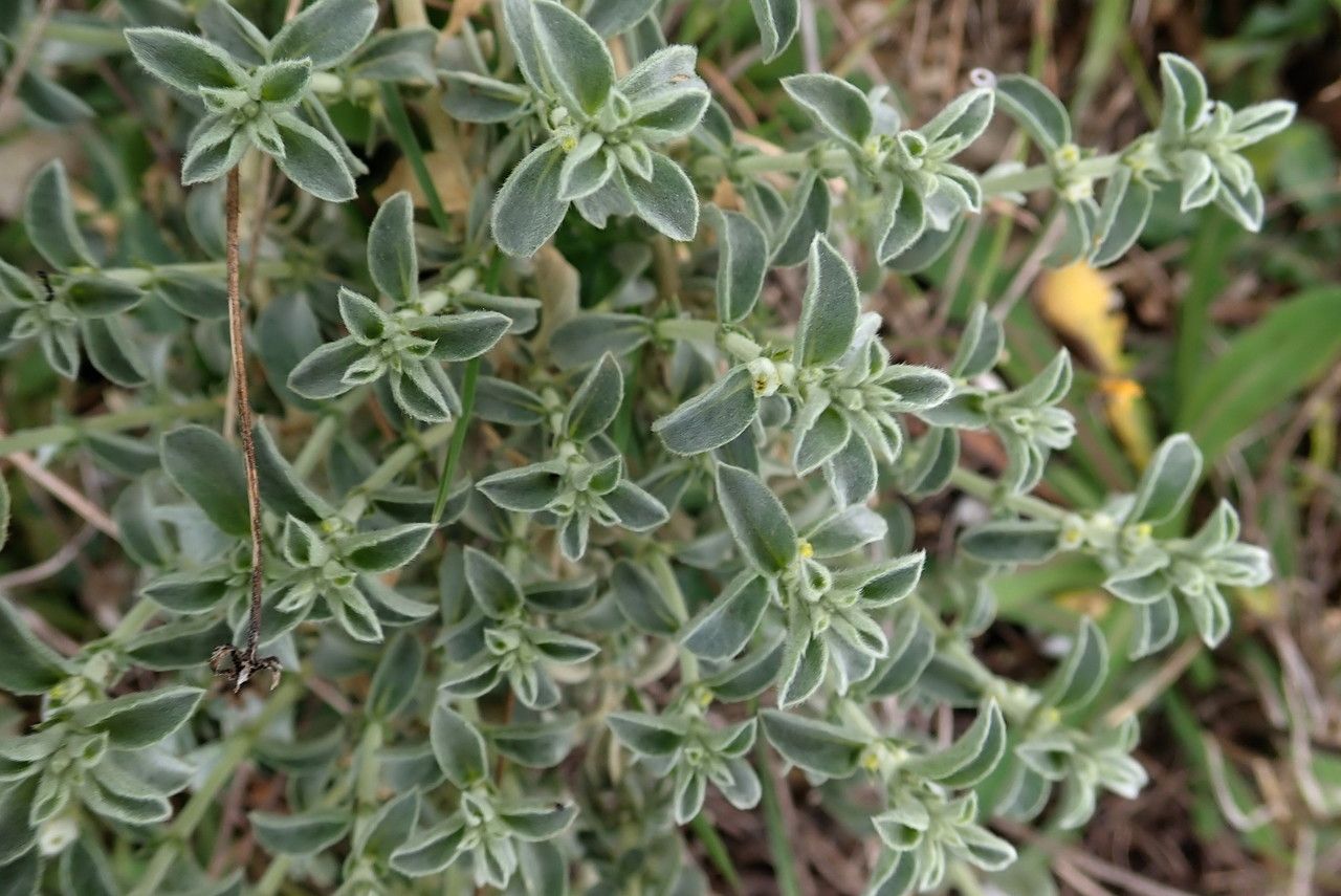 Mercurialis tomentosa — houseplant care guide