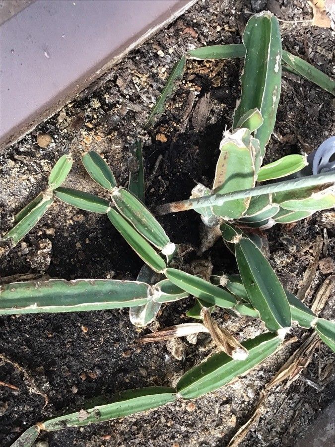 Cissus cactiformis — houseplant care guide