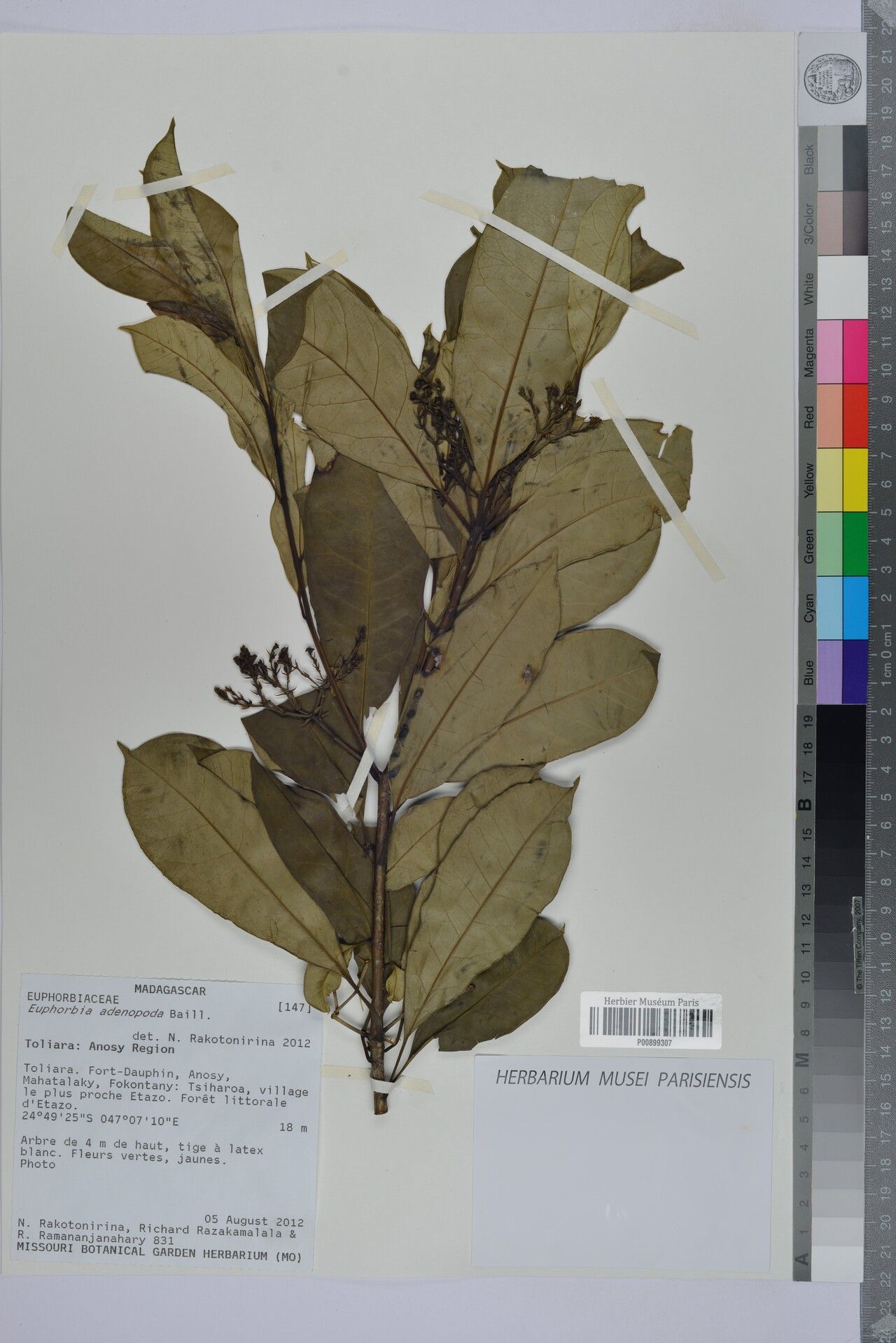 Euphorbia adenopoda — houseplant care guide