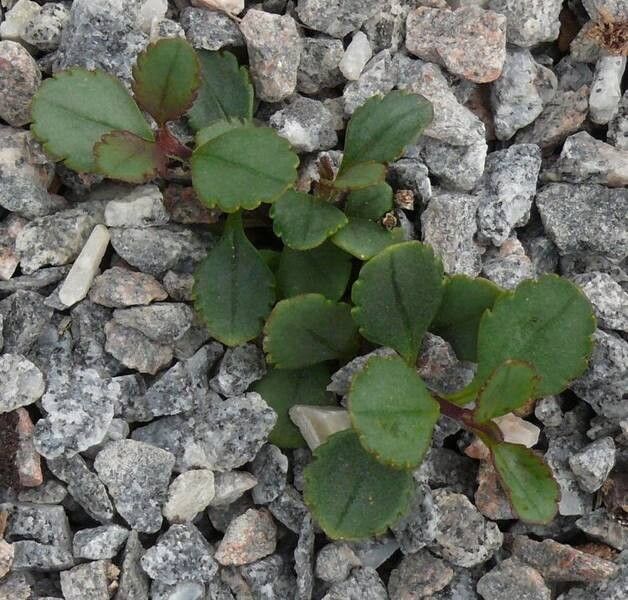 Veronica lavaudiana — houseplant care guide