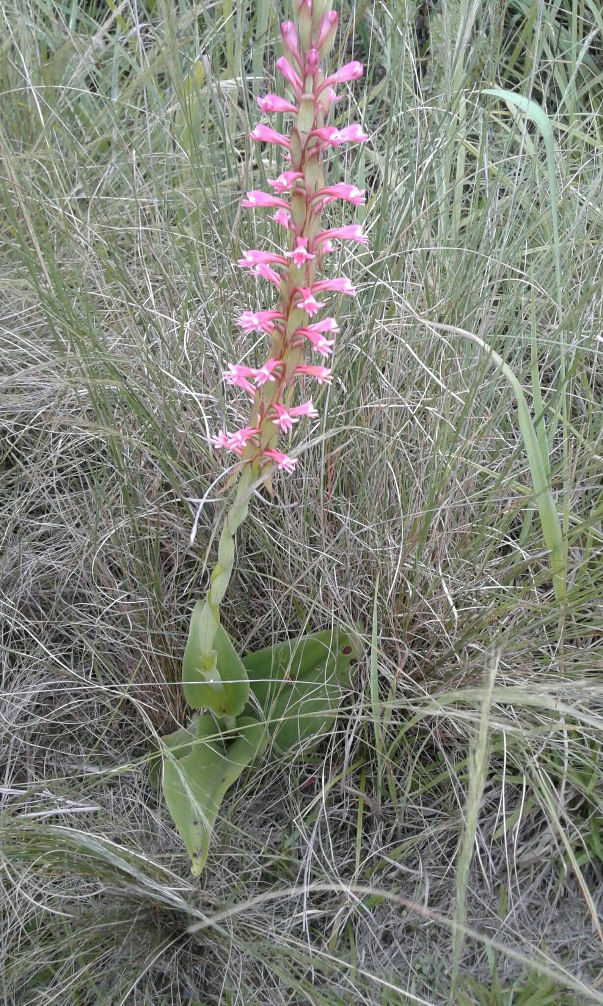 Satyrium macrophyllum flower