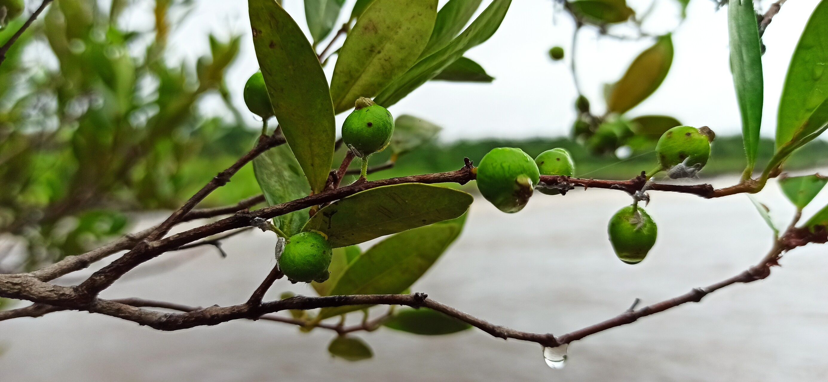 Eugenia ancorifera fruit