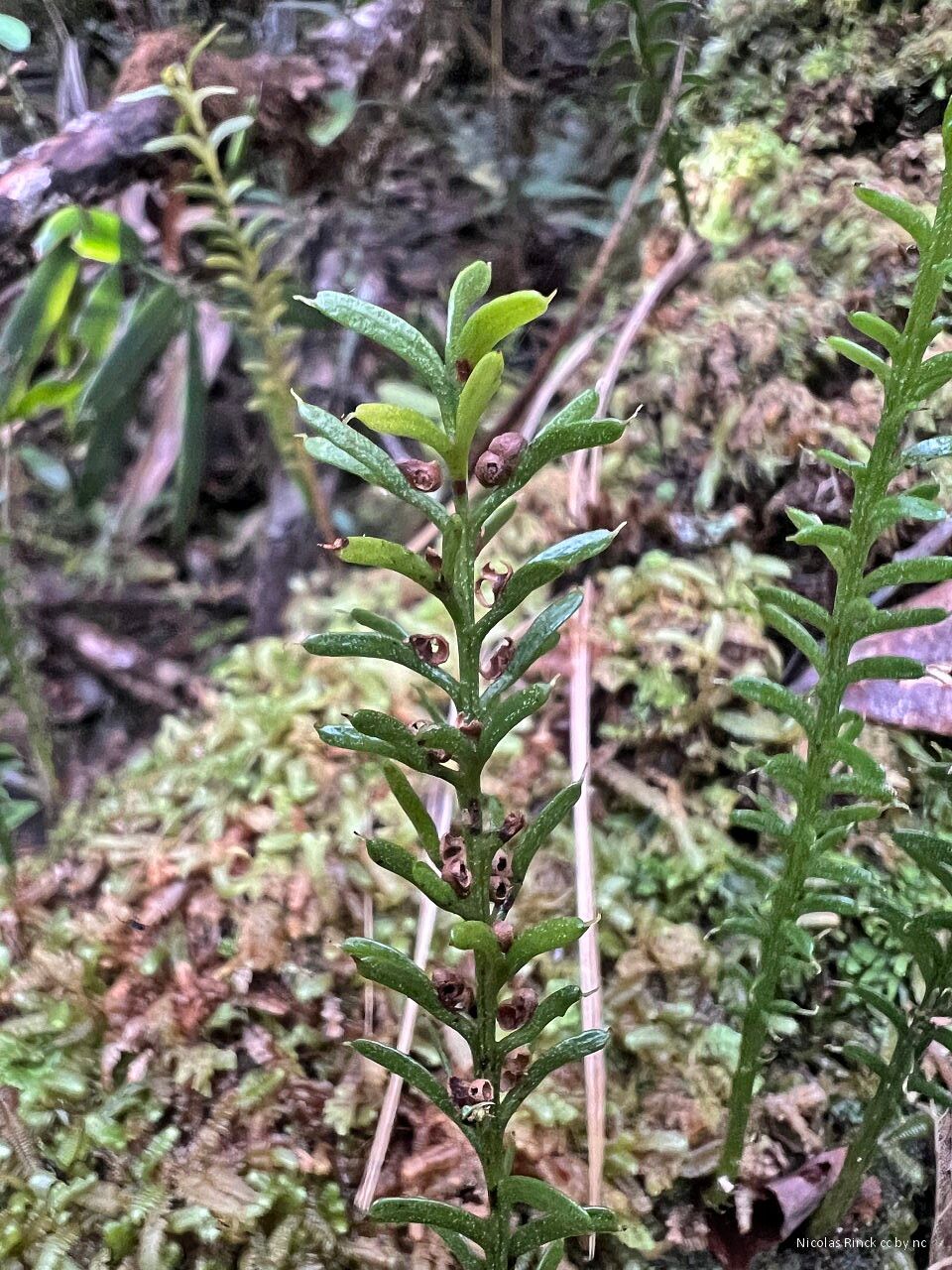 Tmesipteris vieillardii — houseplant care guide