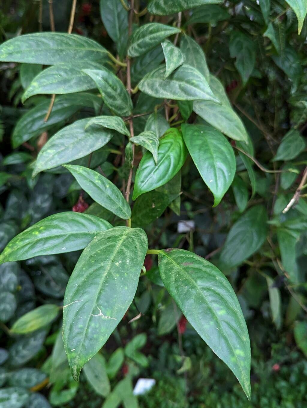 Drymonia pendula — houseplant care guide