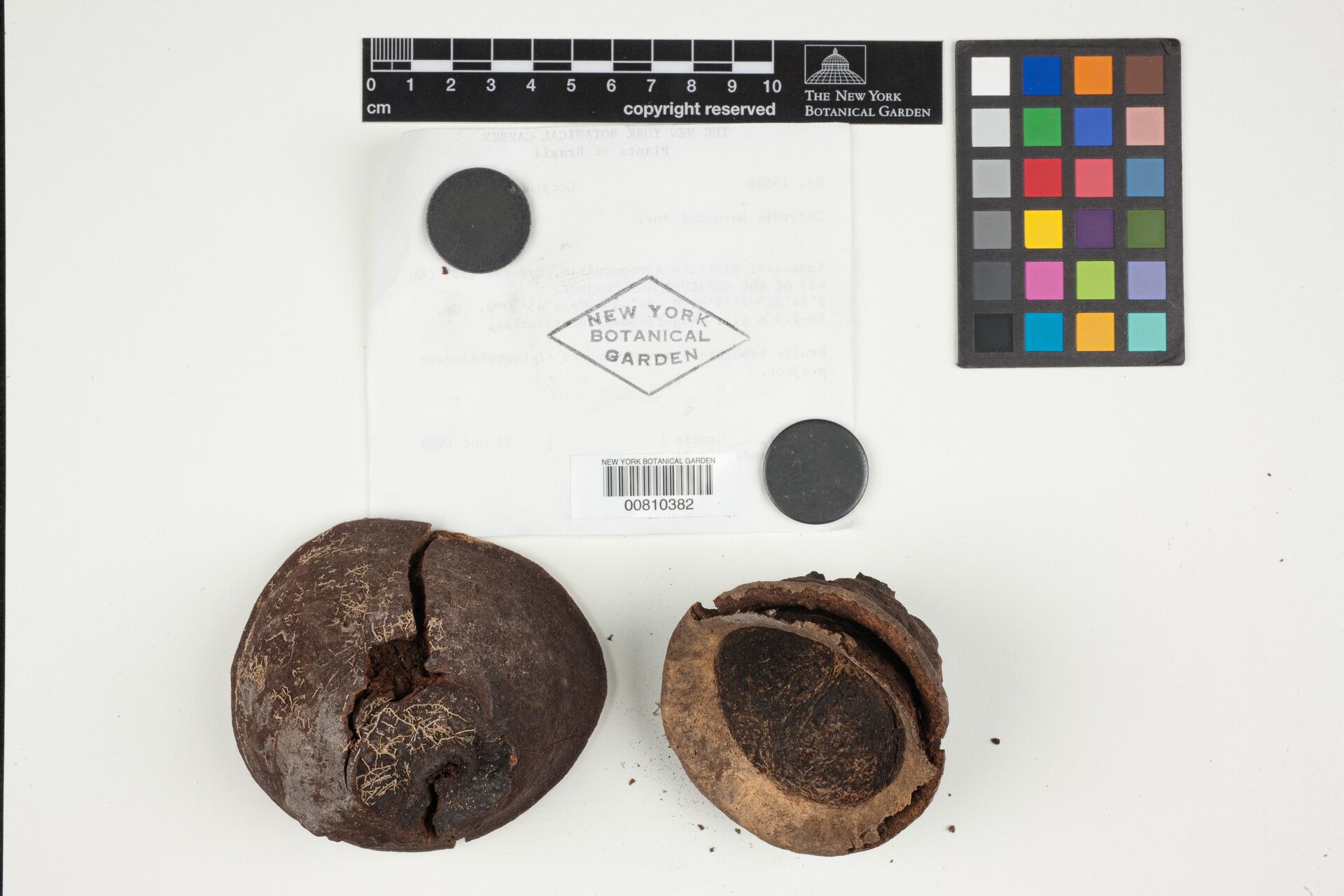 Lecythis barnebyi flower