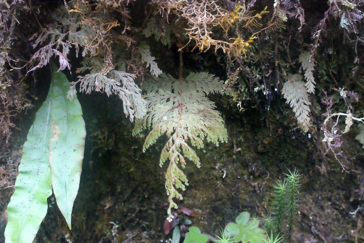 Selaginella fruticulosa habit