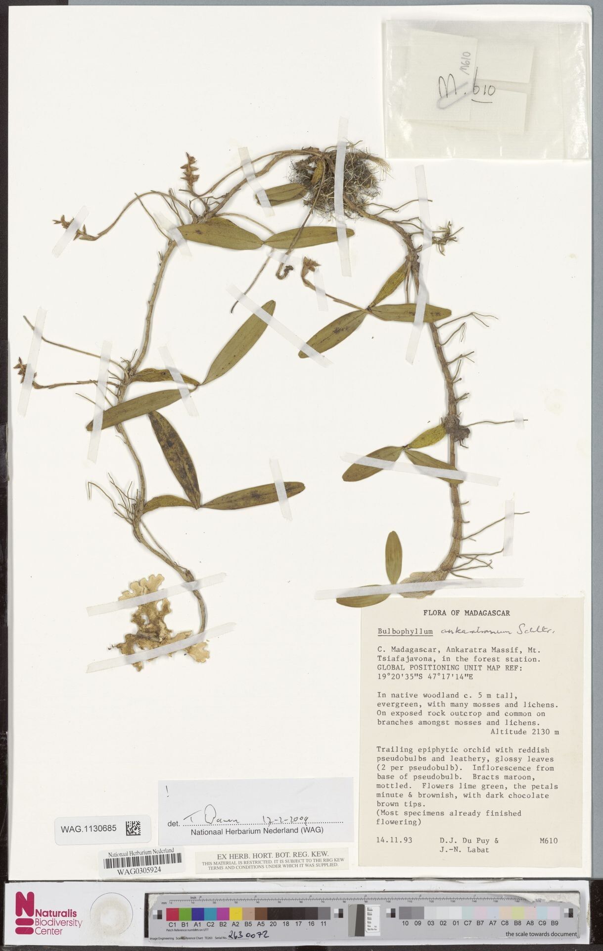 Bulbophyllum ankaratranum — houseplant care guide
