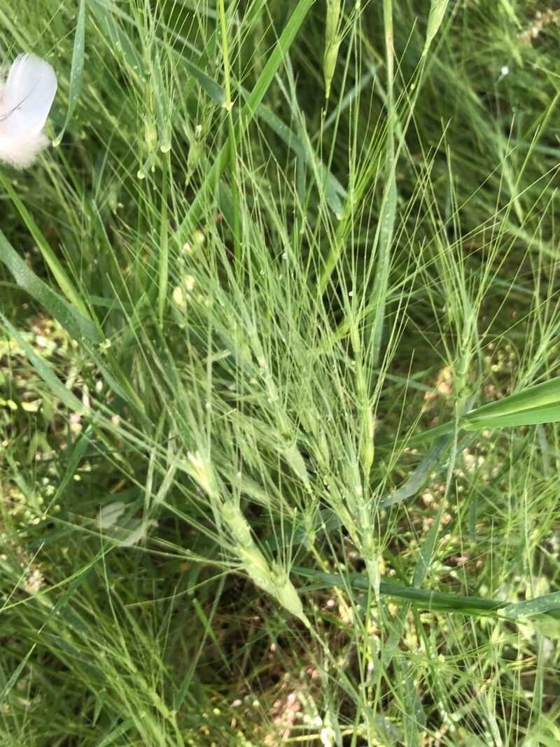 Aegilops triuncialis flower